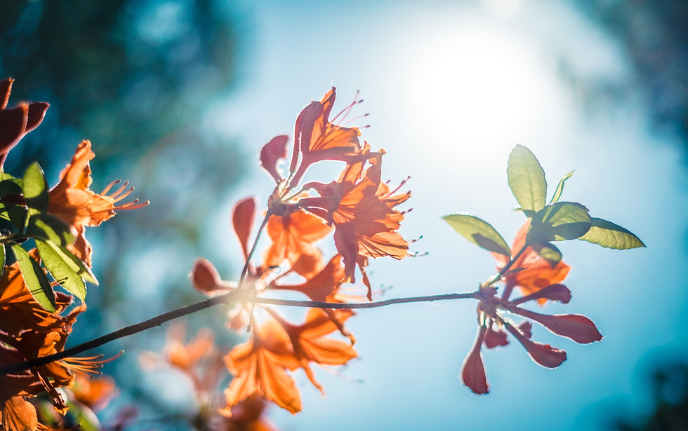 Orange Blossom