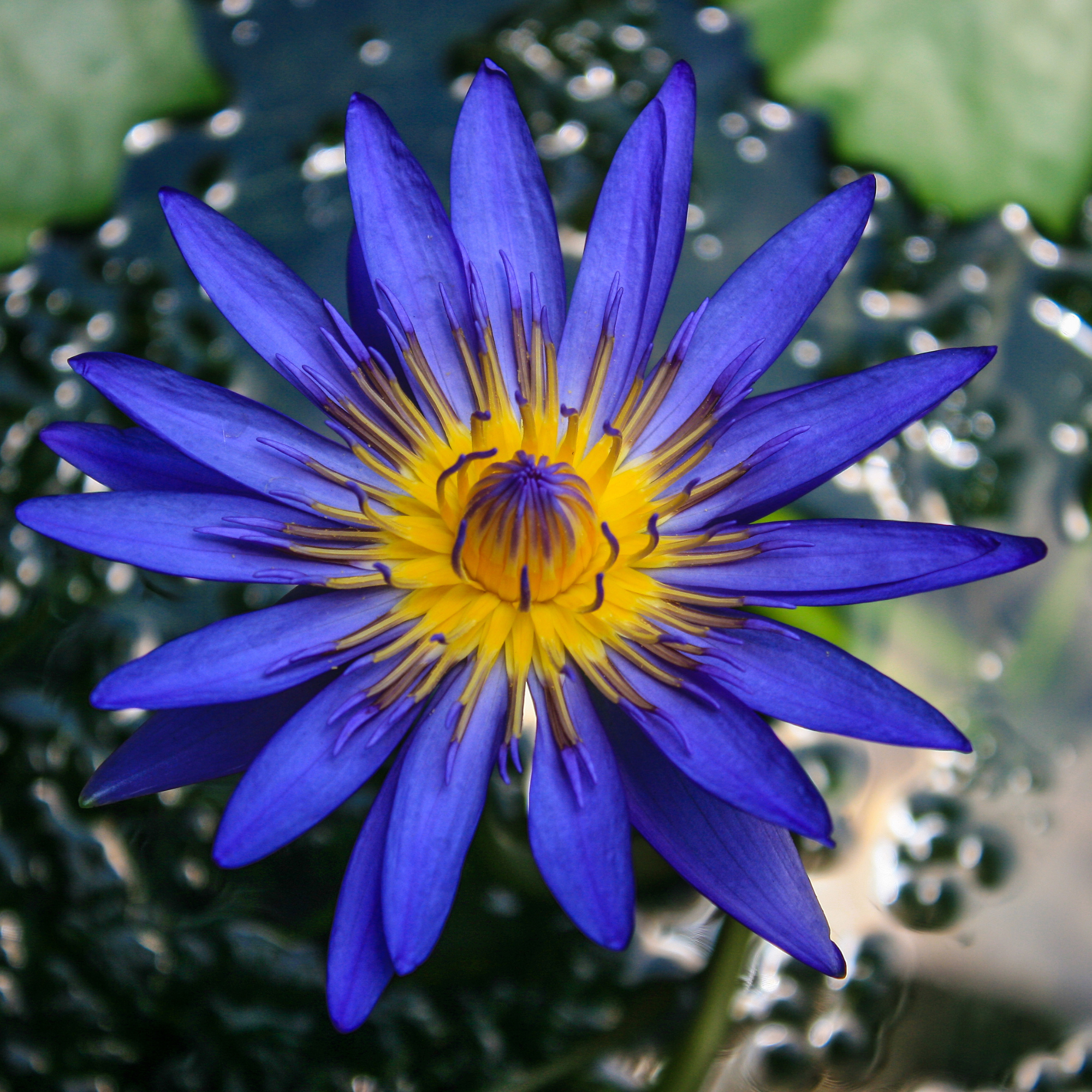 BLUE LOTUS ABSOLUTE - Essential Oil