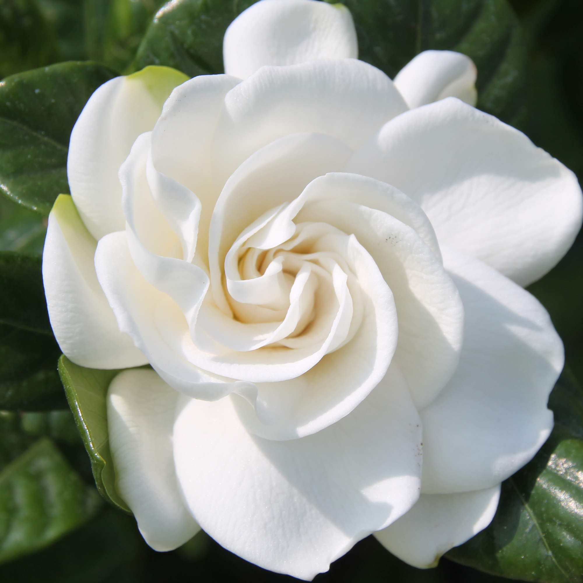 GARDENIA ABSOLUTE - Essential Oil