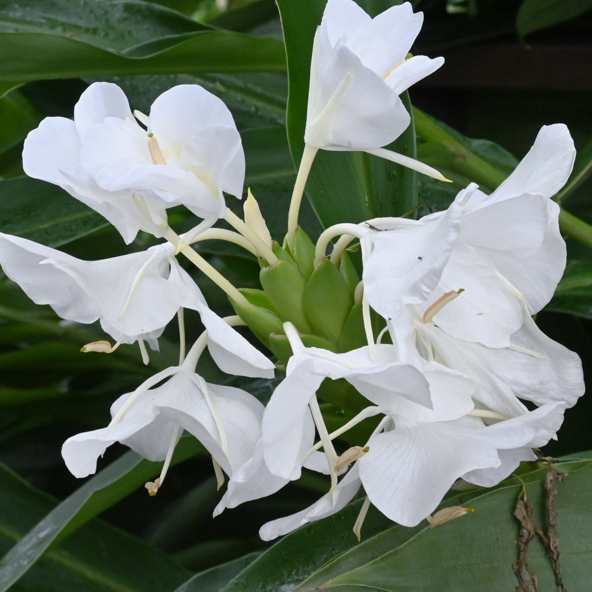 Ginger Lily Absolute - Essential Oil