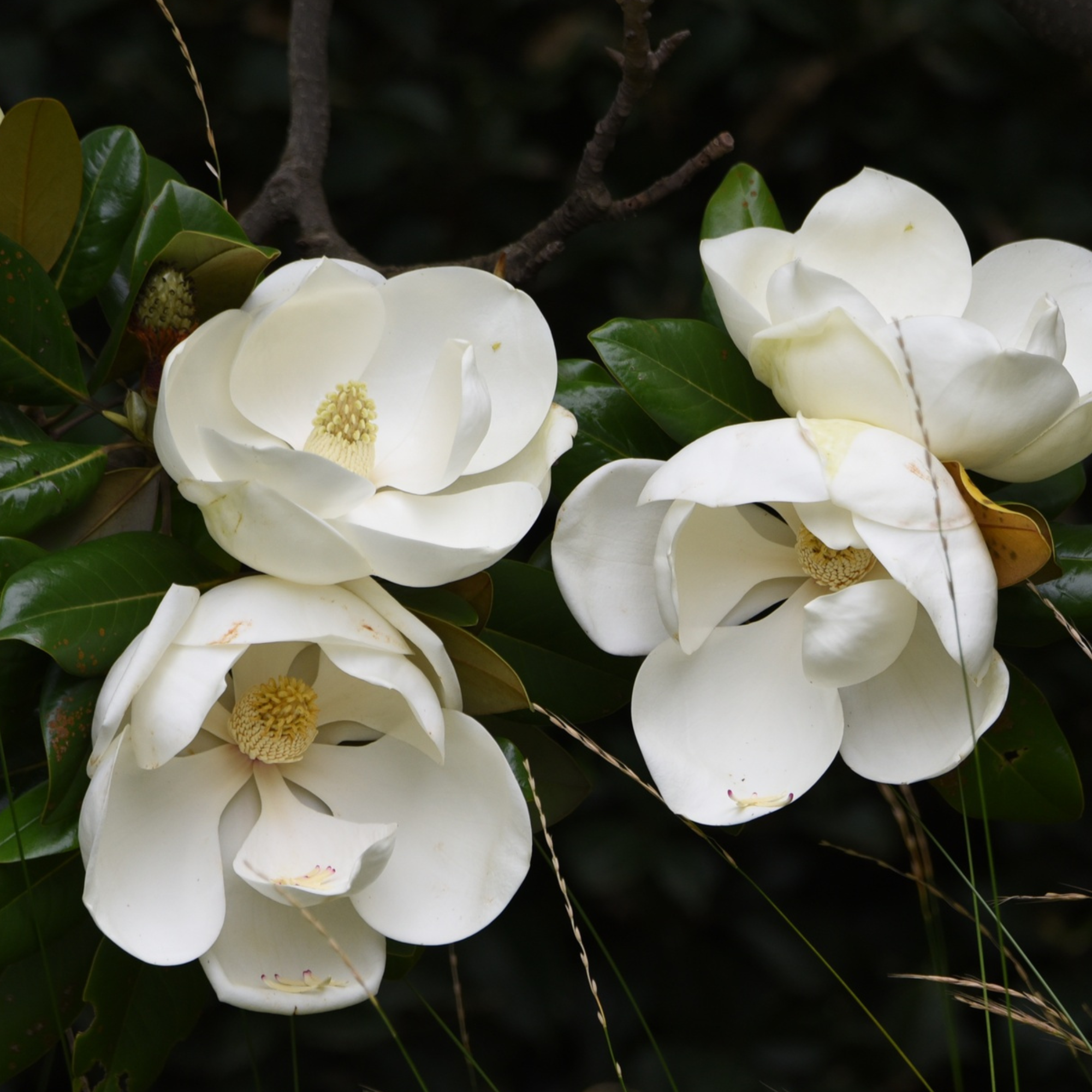 WHITE MAGNOLIA - Essential Oil
