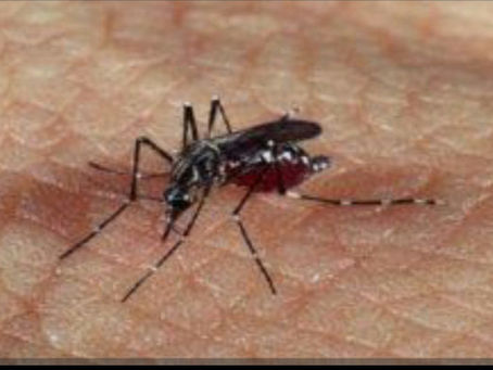 Em Palmeira 24 casos de Dengue foram confirmados até última sexta-feira (19)