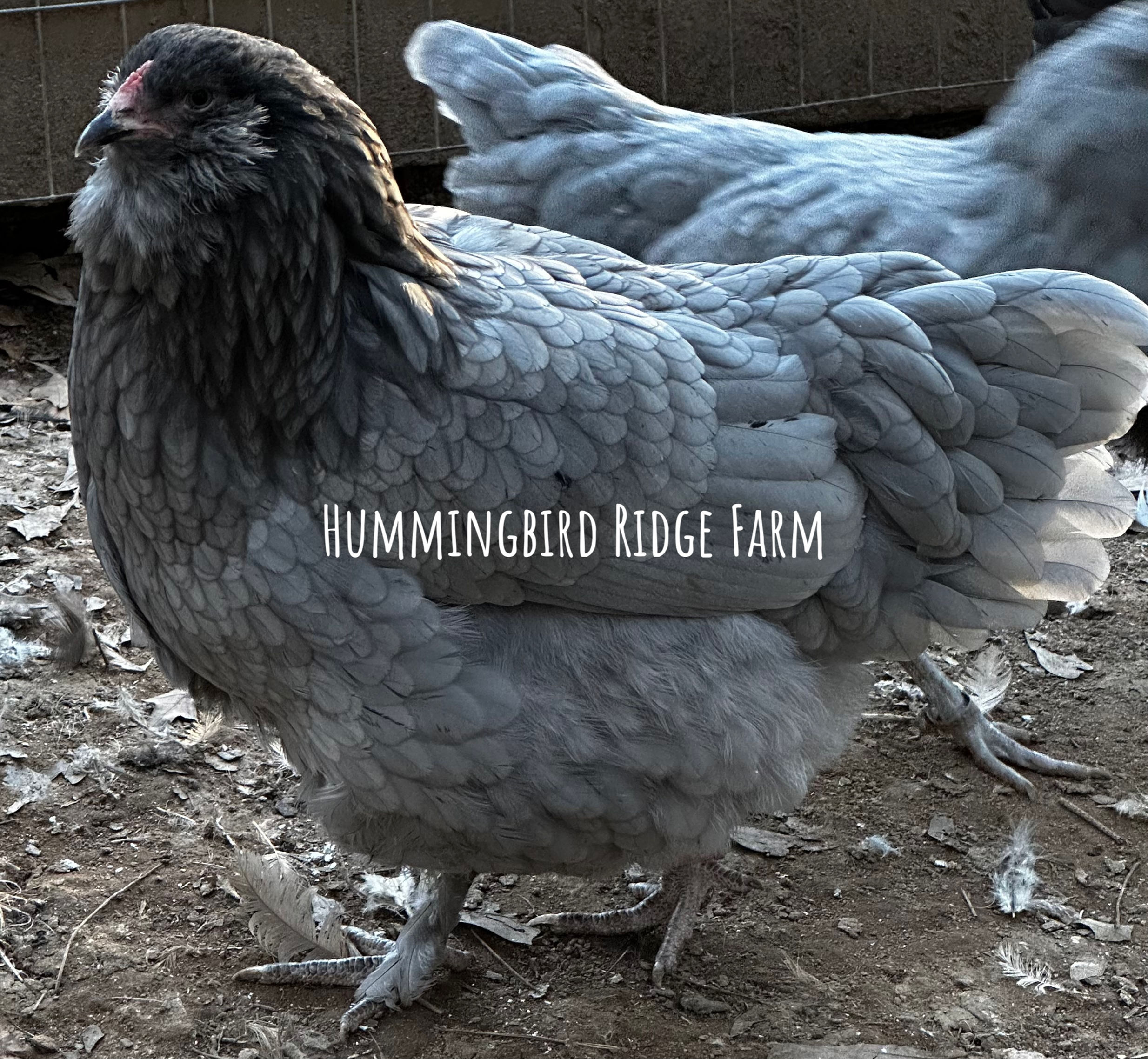 12+ BBS Brahmaucana (F1 cross of BBS Brahma x BBS Ameraucana) hatching eggs