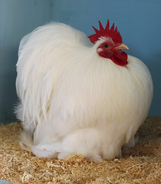 maryborough club show 050.JPG