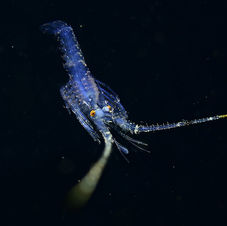 Palinurus guttatus - 25mm - Janvier 2023 ©RD.JPG