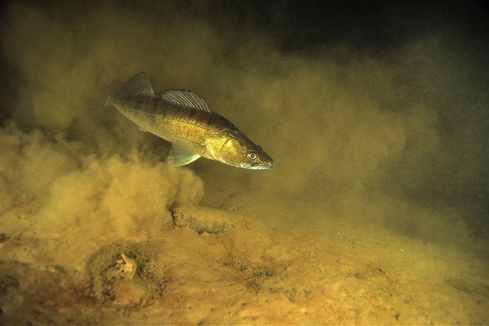 Sander lucioperca ©R.Dubas