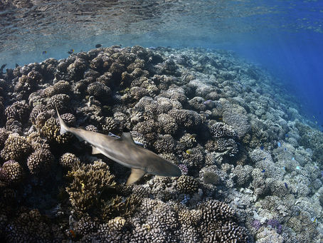 PLONGEES AUX TUAMOTU