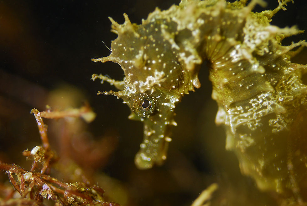 Hippocampus guttulatus ©R.Dubas