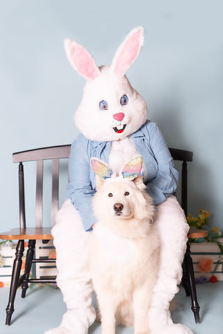 Pogo the Samoyed dog 