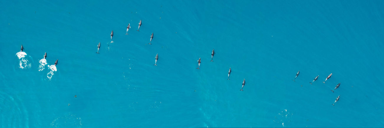 Panoramic birdseye of Dusky dolphins in clear waters of Kaikōura.