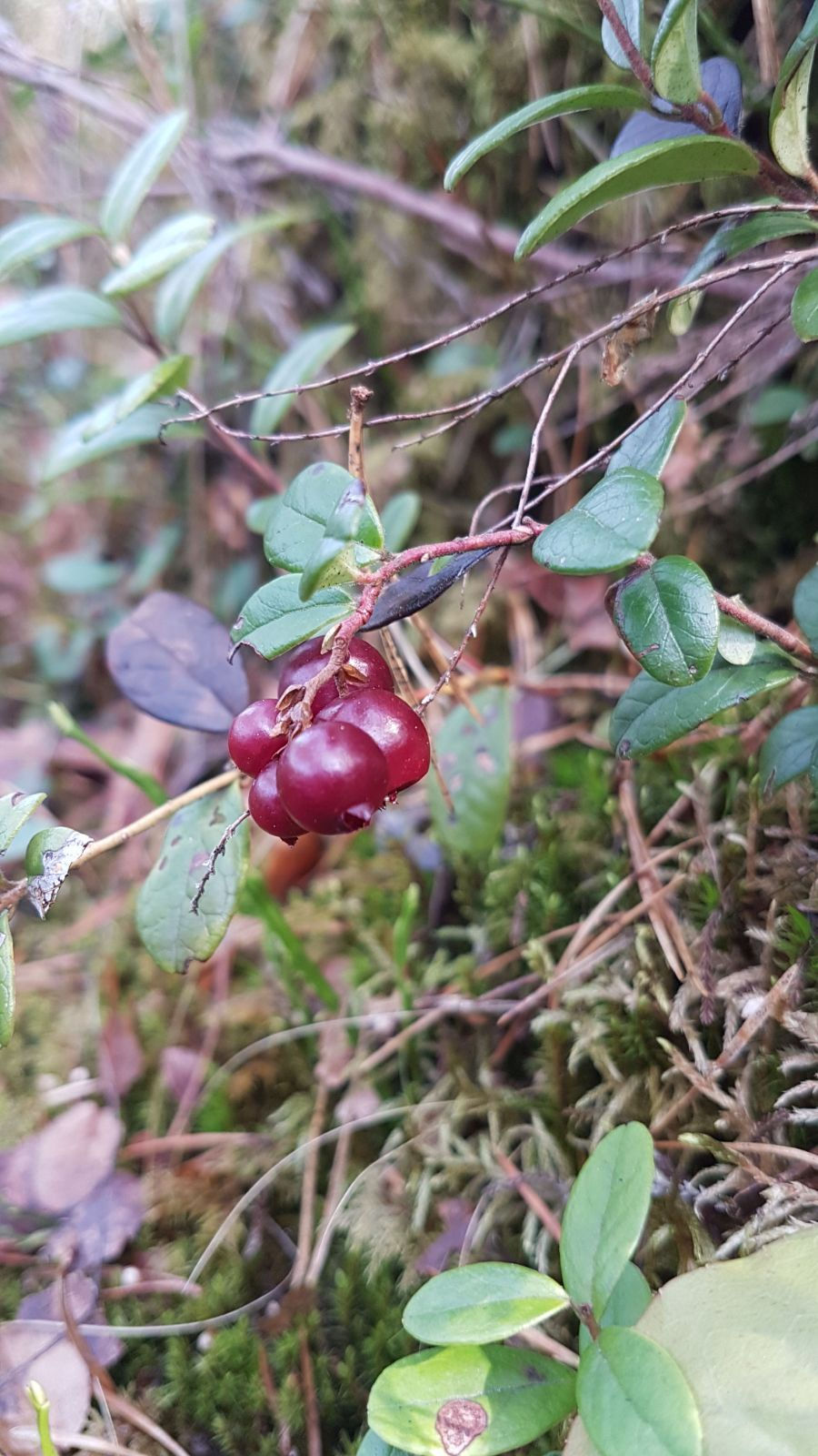 IMG-20180407-WA0011