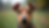 Eye-level view of a terrier with clean ears