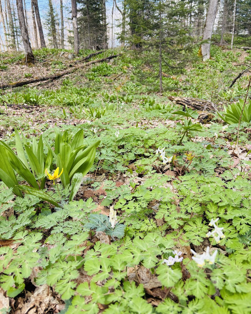 Photo of forest floor with early spring flowers.
