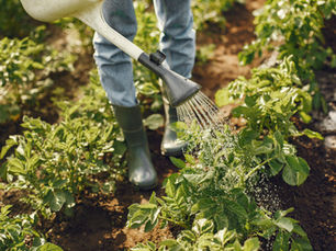 Person in rubber boots watering rows of plants