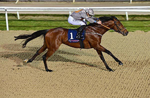 Ten Flat Horses to follow for the 2021 Season