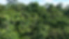 Borneo rainforest