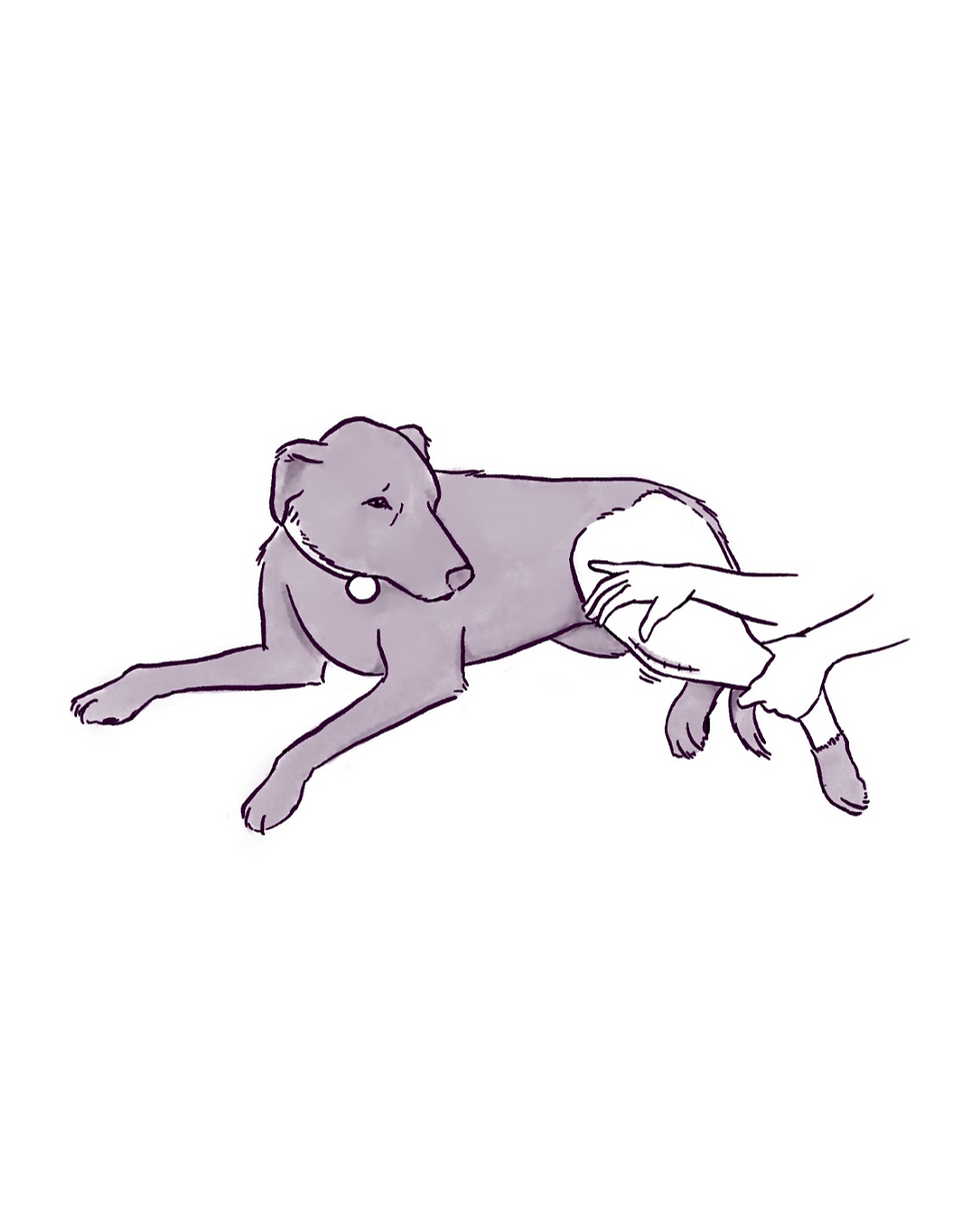 Sarah Davis: How to Recover From Injury, According to My Dog Lucy. 