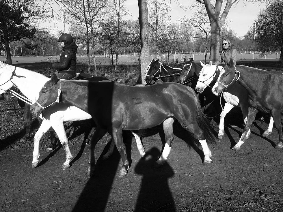 Chevaux à Boulogne