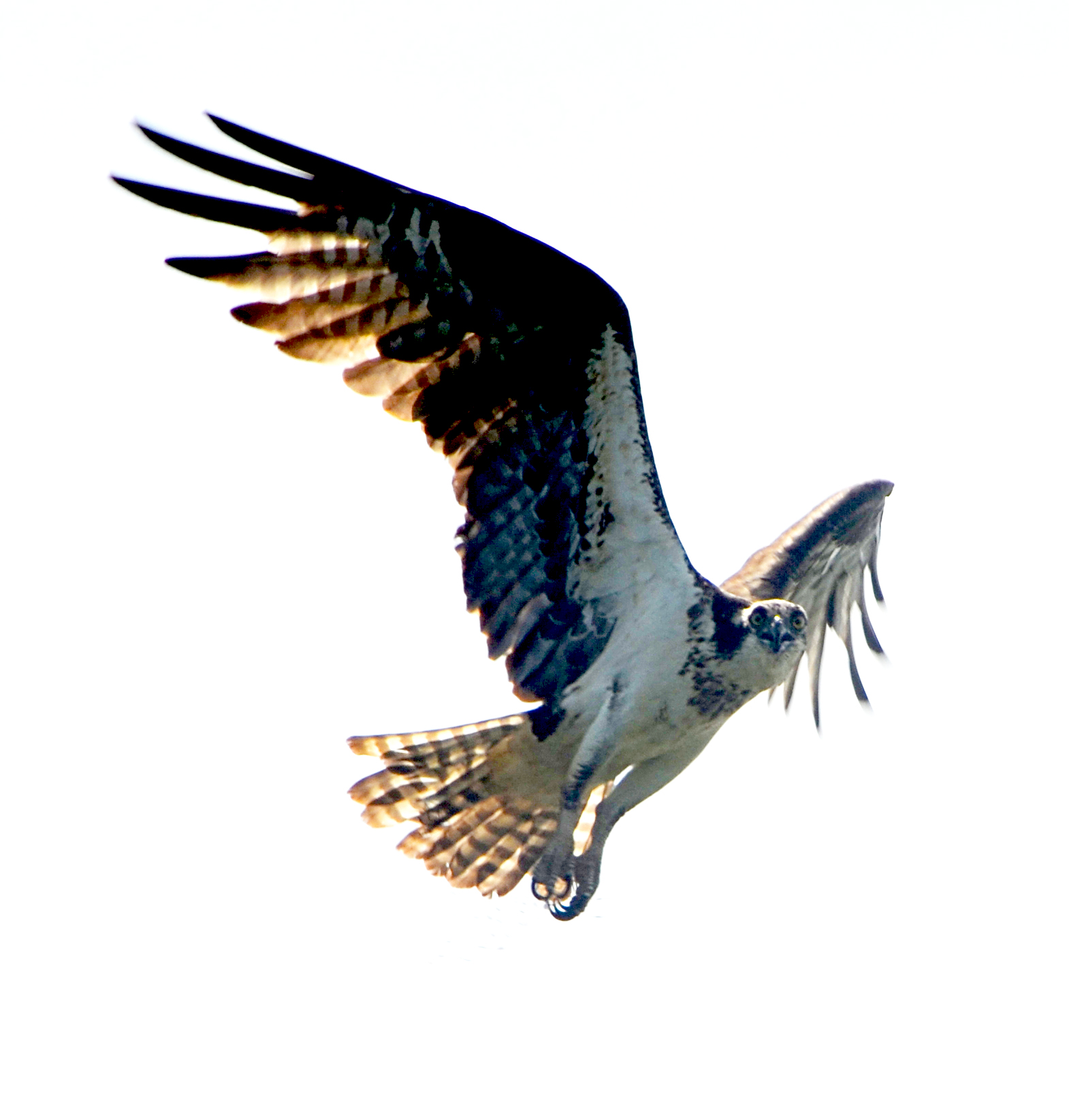 Osprey, Burley Creek 1564031