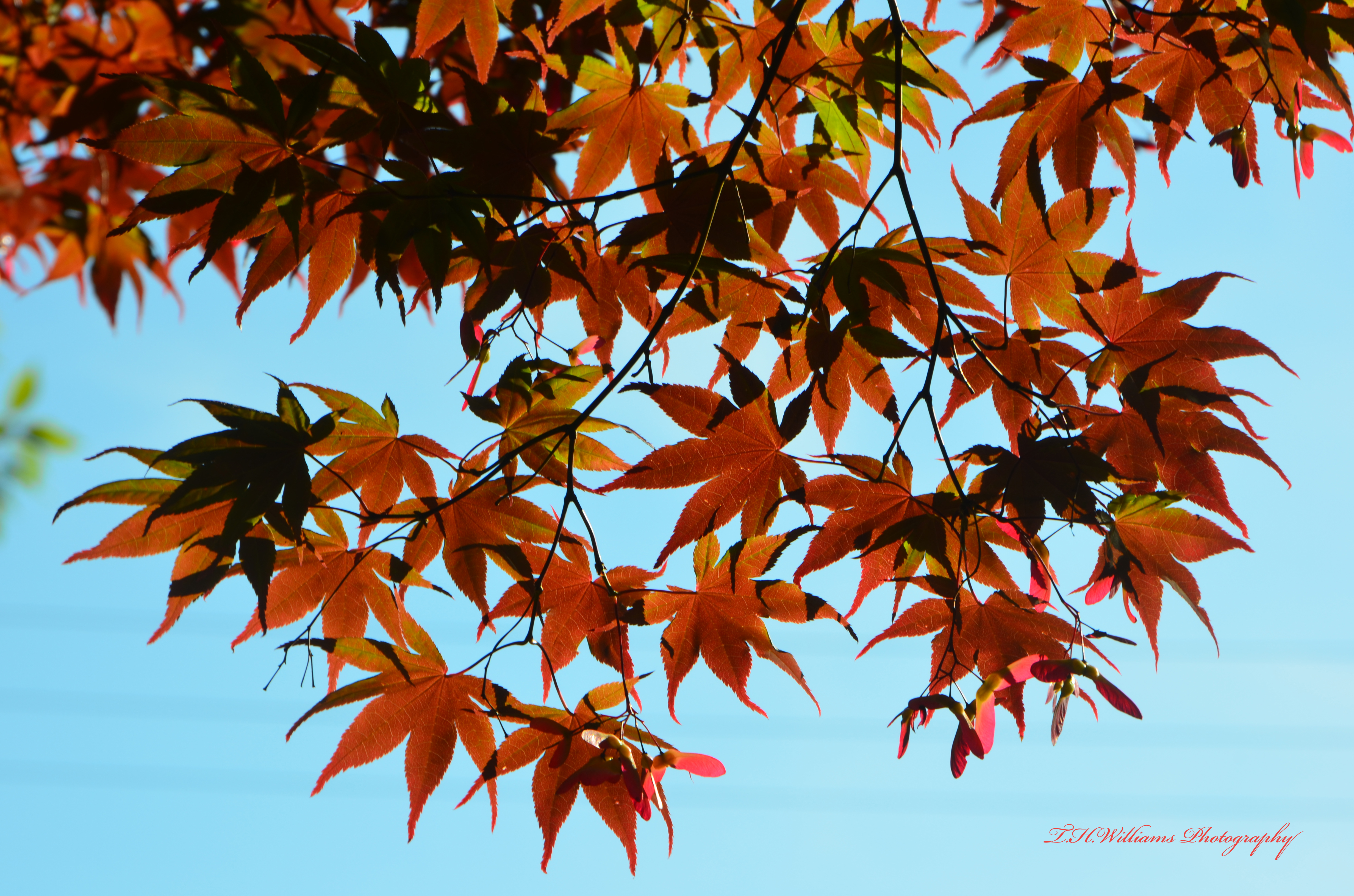 Maple Leaves 13706587