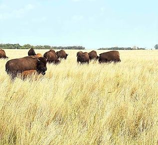 buffalo clean picture_edited_edited.jpg