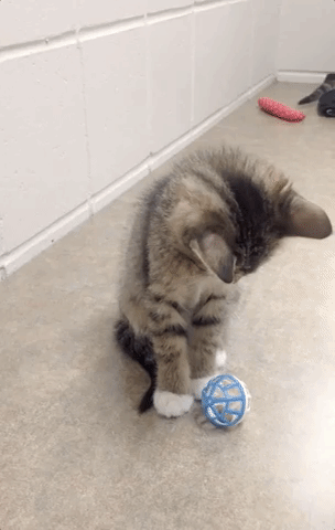 kittyshletrgif.gif