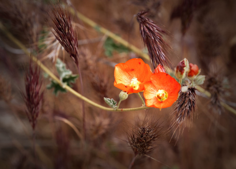 Spring Wildflowers