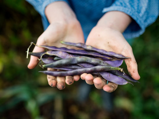 Harvest Share Sunday