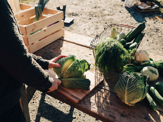 Volunteer Program Is Now Open