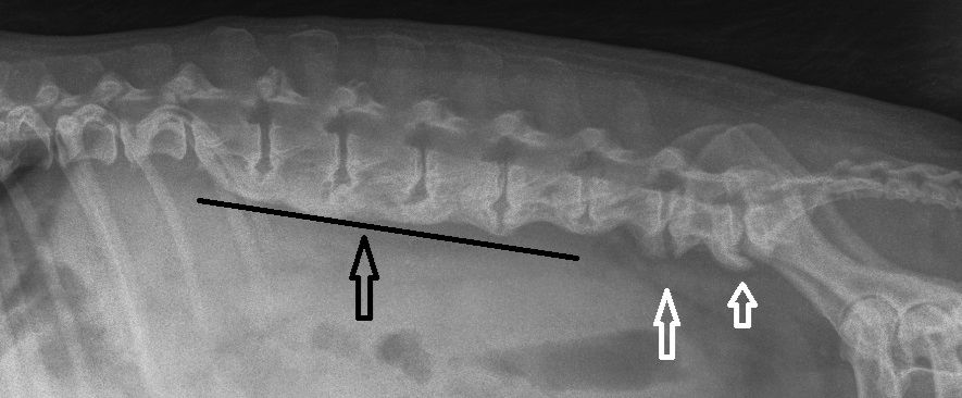 Spondyloza u psa: Przerażające zdjęcie RTG, ból i paraliż? Obalamy największy mit