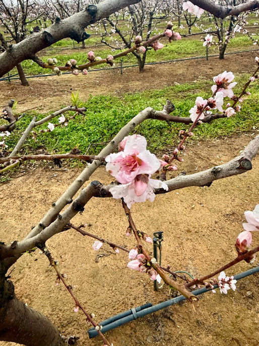 Life, Grace, and the Mountains We Climb