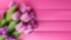 tulips.jpg