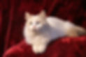 white Siberian kittens Washington.jpg
