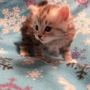 Siberian hypoallergenic cats for sale in Washington
