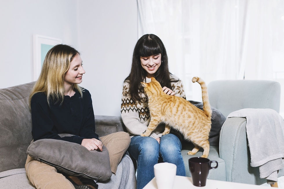 How Do Cat Sitters Handle Emergencies or Health Issues?