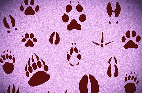 papiers-peints-empreintes-animal_edited.