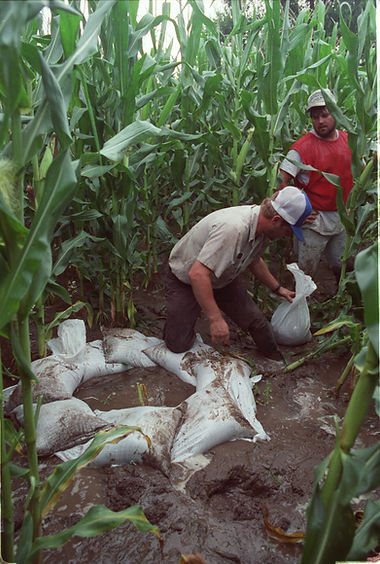 Two men placing sandbags in a cornfield. 