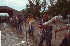 line of people passing lambs to safety from flood waters