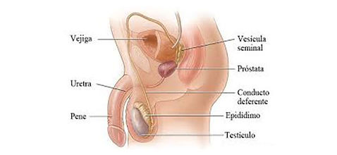 Falta de Deseo Sexual y Testosterona, MSN Doctor Noticias