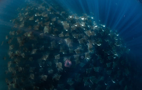 Mobulas Expedition with Freediving Explorations