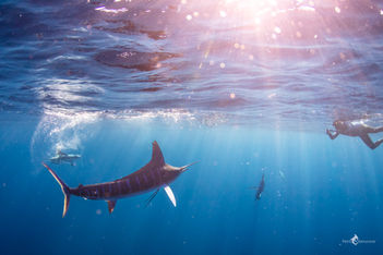 Striped marlin hunting MagBay expedition