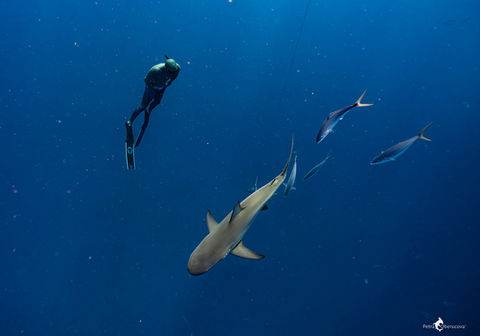 Carlos Coste and lemon shark
