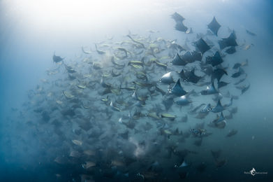 Mobula munkiana leaping out of the water during the seasonal aggregation in La Ventana