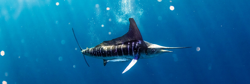 Striped marlin in MagBay Freediving Explorations