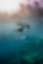 Freediving Sea of Cortez Sea Lions