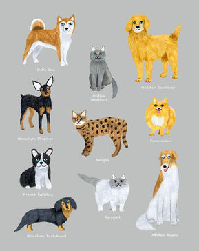 いぬねこいろいろ