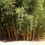 Thumbnail: Phyllostachys "Viridas"  Robert Young