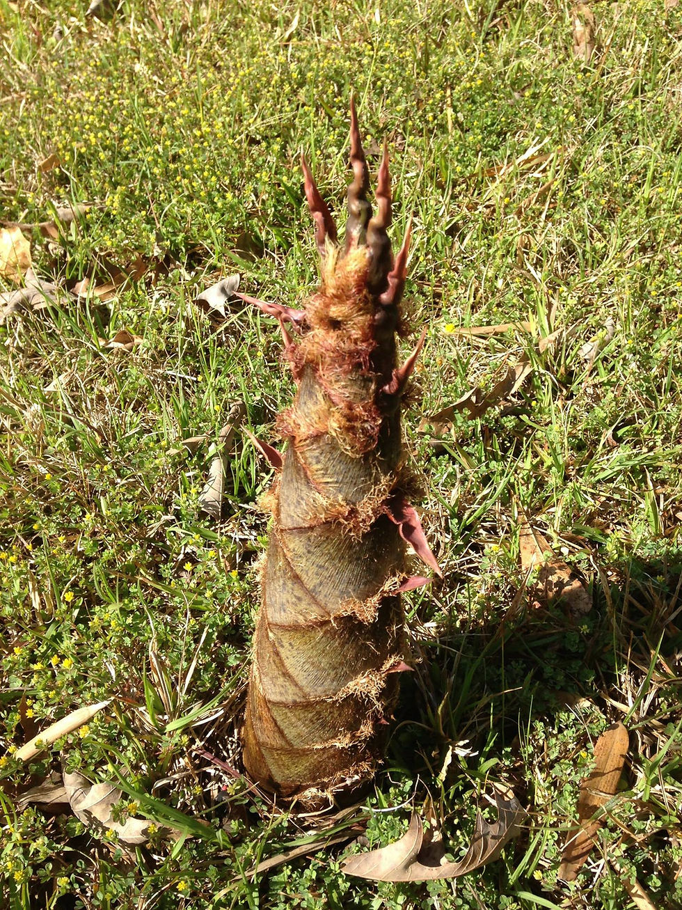 Fresh Bamboo Shoots