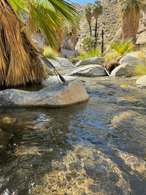 cool water stream next to the trail of murray Canyon seven sisters falls palm springs