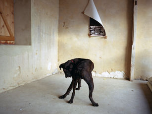 'Shadou' the boxer